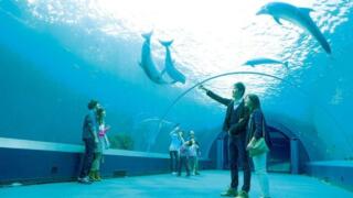 水族館デートは付き合う前にあり？初デートにおすすめのプランとは