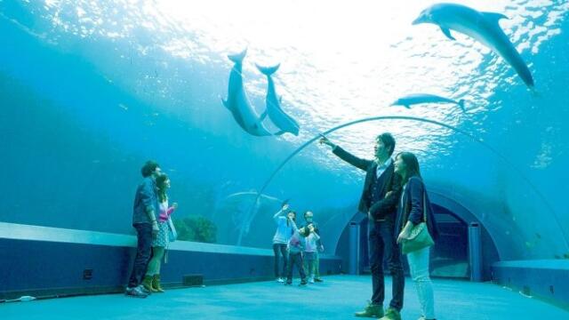 水族館デートは付き合う前にあり？初デートにおすすめのプランとは